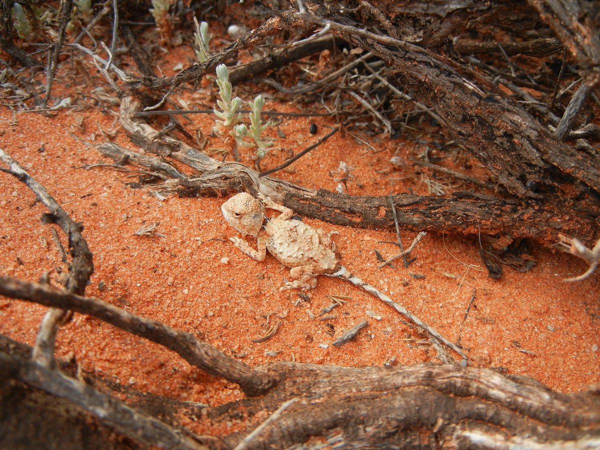 Earless Pebble Dragon_Gallery_0.jpg